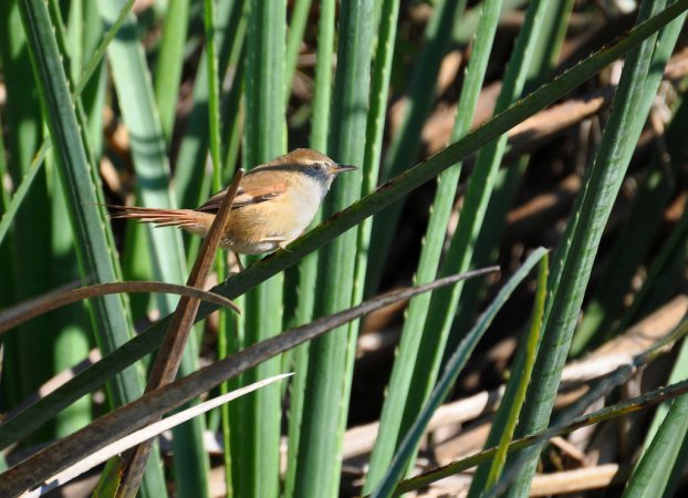Photo (2): Sulphur-throated Spinetail