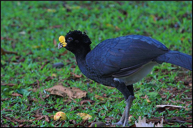 Photo (8): Great Curassow