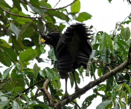 Photo (3): Great Curassow