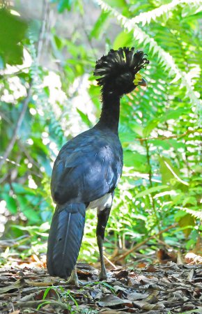 Photo (5): Great Curassow