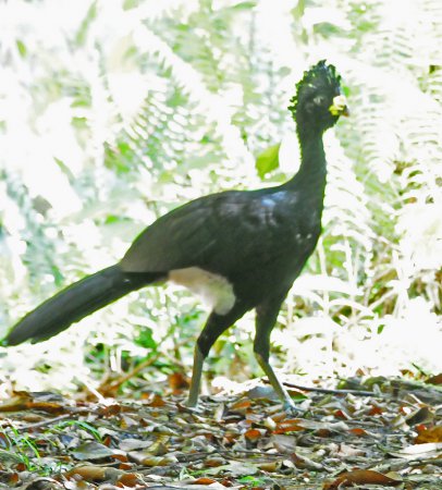Photo (12): Great Curassow