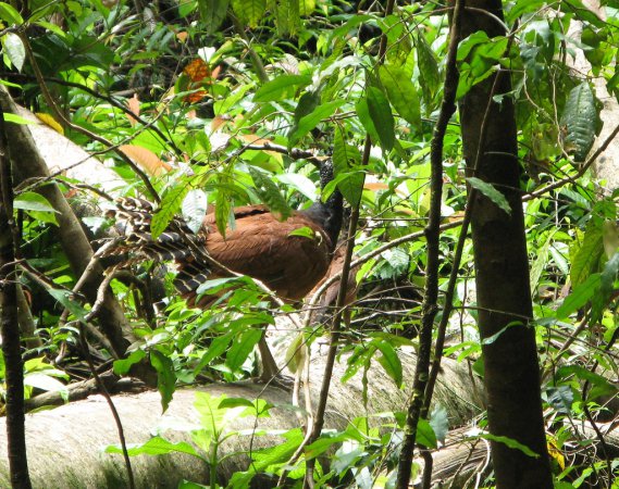 Photo (9): Great Curassow