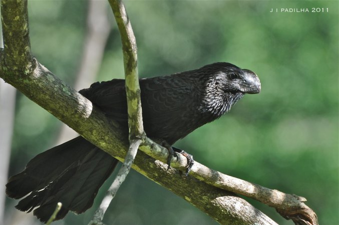 Photo (2): Smooth-billed Ani
