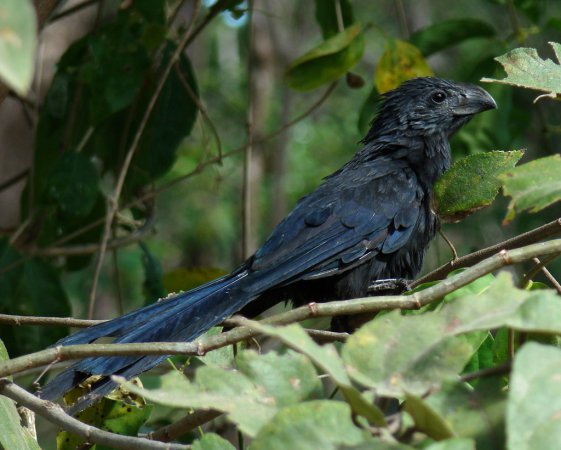 Photo (5): Smooth-billed Ani