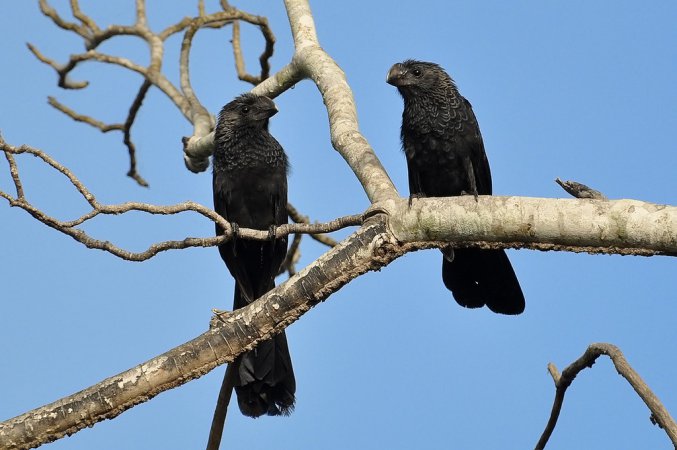 Photo (4): Smooth-billed Ani