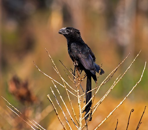 Photo (14): Smooth-billed Ani