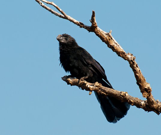 Photo (10): Smooth-billed Ani