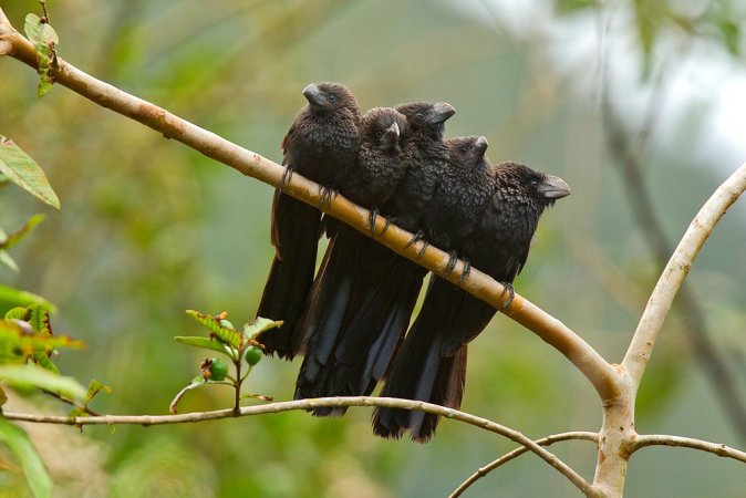Photo (1): Smooth-billed Ani