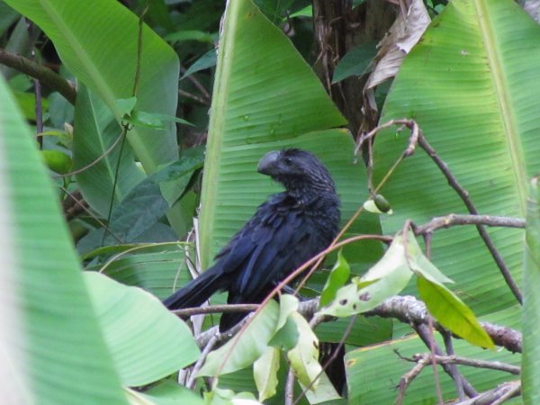 Photo (18): Smooth-billed Ani