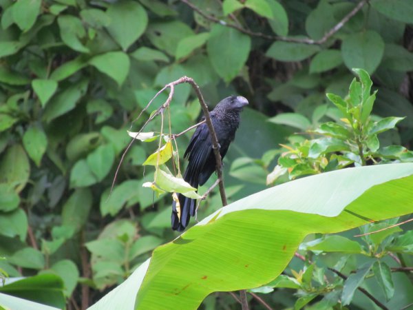 Photo (12): Smooth-billed Ani