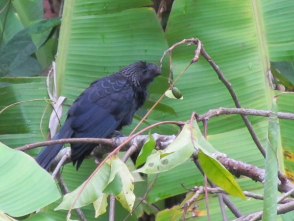 Photo (16): Smooth-billed Ani