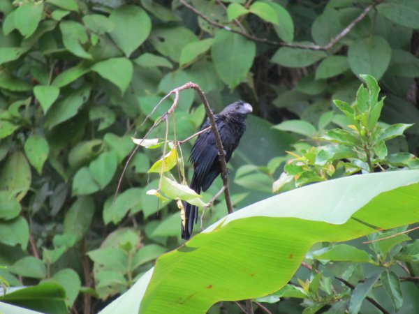 Photo (15): Smooth-billed Ani