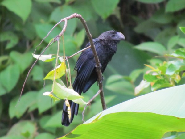 Photo (13): Smooth-billed Ani