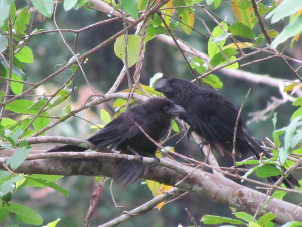 Photo (17): Smooth-billed Ani