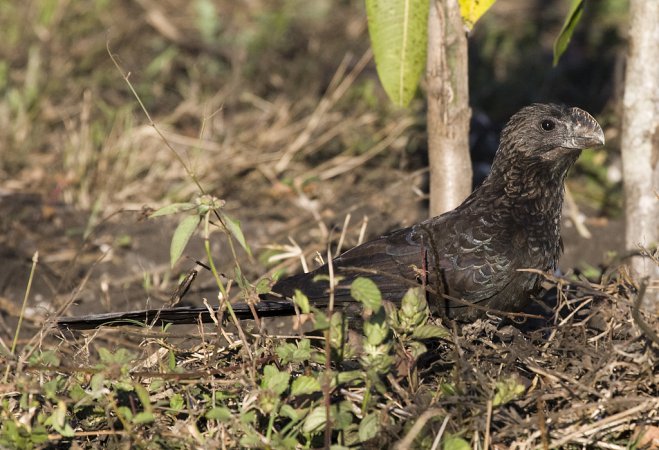 Photo (7): Smooth-billed Ani
