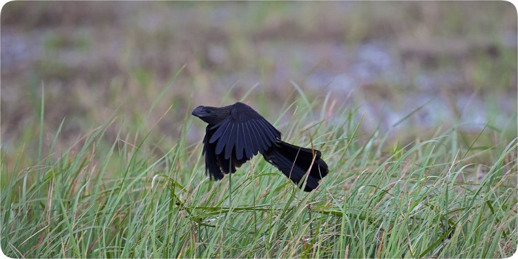 Photo (11): Smooth-billed Ani