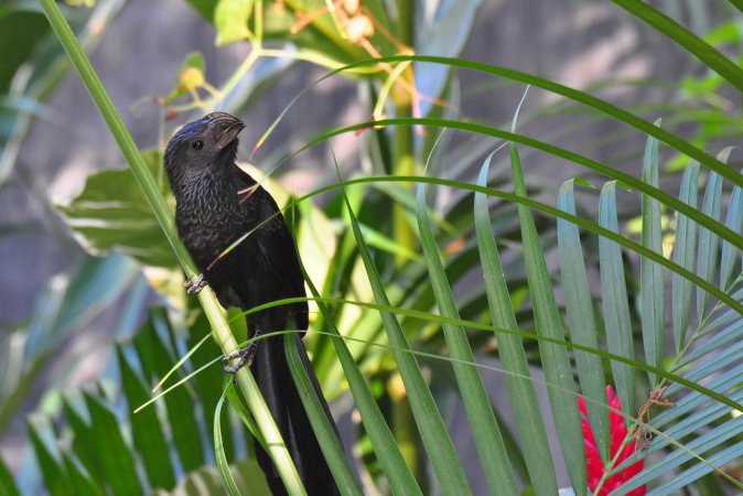 Photo (3): Groove-billed Ani