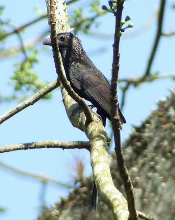Photo (9): Groove-billed Ani