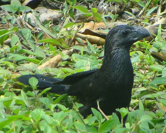 Photo (10): Groove-billed Ani