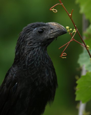Photo (4): Groove-billed Ani