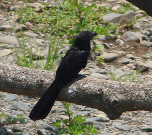 Photo (21): Groove-billed Ani