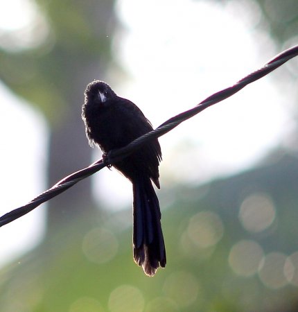 Photo (16): Groove-billed Ani