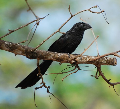 Photo (8): Groove-billed Ani