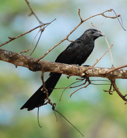 Photo (1): Groove-billed Ani