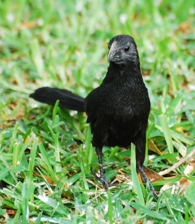 Photo (7): Groove-billed Ani