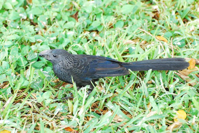 Photo (5): Groove-billed Ani