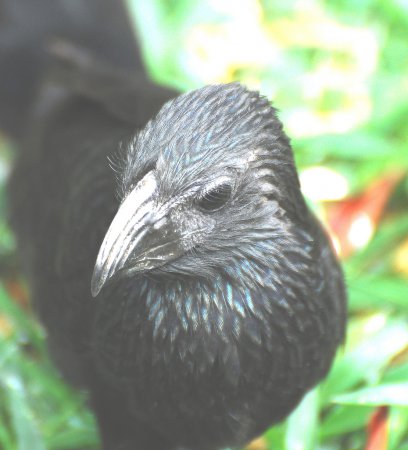 Photo (17): Groove-billed Ani