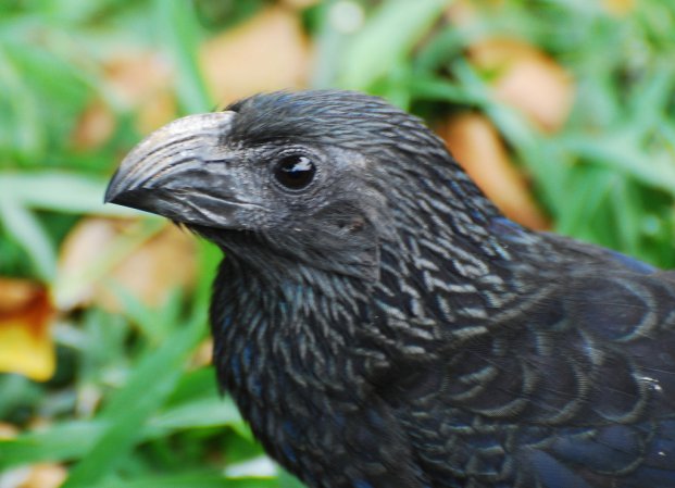 Photo (14): Groove-billed Ani