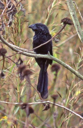 Photo (22): Groove-billed Ani