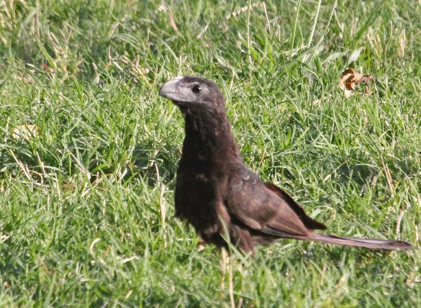 Photo (19): Groove-billed Ani