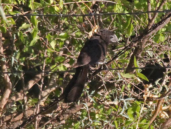Photo (20): Groove-billed Ani