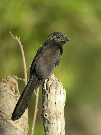 Photo (2): Groove-billed Ani
