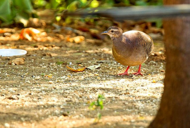 Photo (1): Pale-browed Tinamou