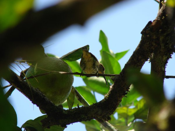 Photo (12): Purple Honeycreeper