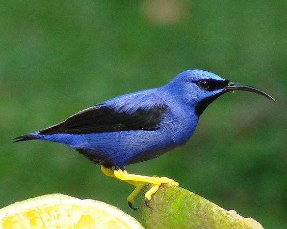 Photo (11): Purple Honeycreeper