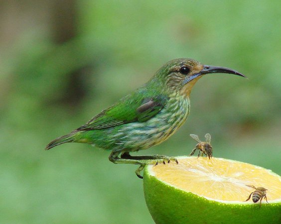 Photo (16): Purple Honeycreeper