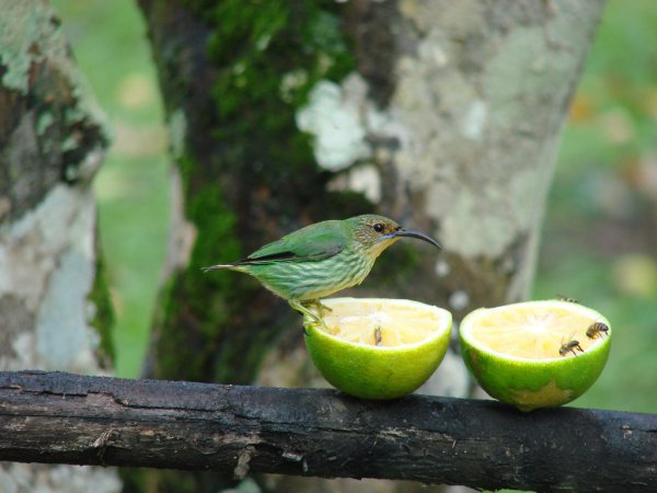Photo (8): Purple Honeycreeper