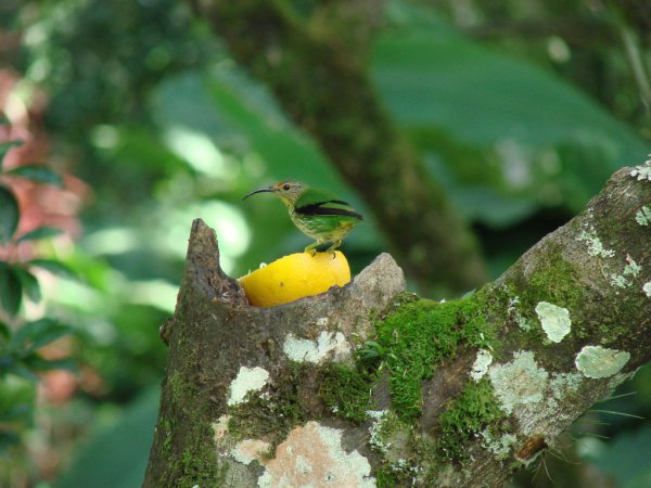 Photo (6): Purple Honeycreeper