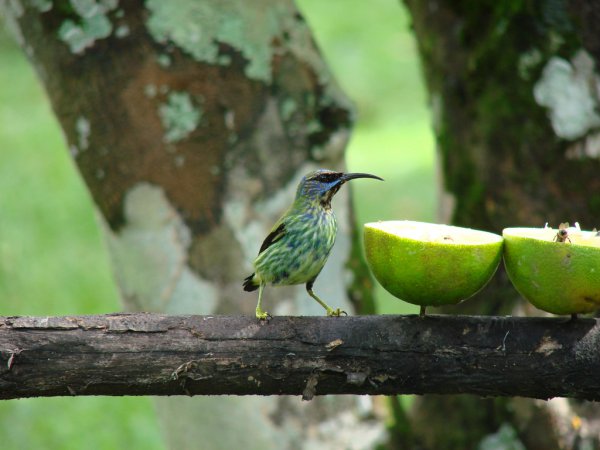 Photo (2): Purple Honeycreeper