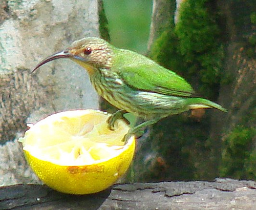 Photo (4): Purple Honeycreeper