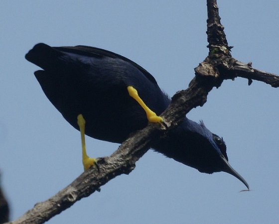 Photo (17): Purple Honeycreeper
