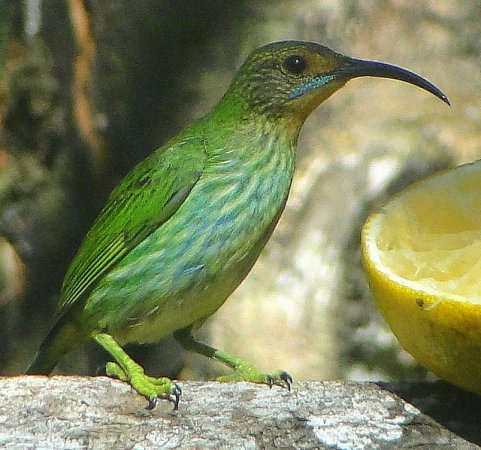 Photo (10): Purple Honeycreeper