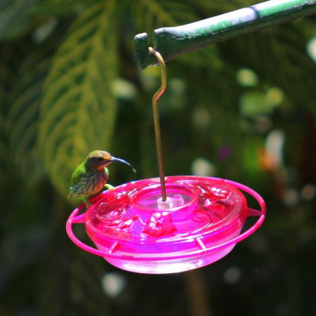 Photo (15): Purple Honeycreeper