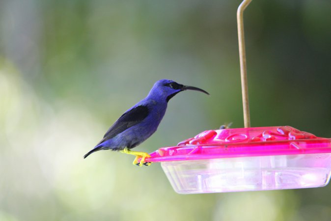 Photo (1): Purple Honeycreeper