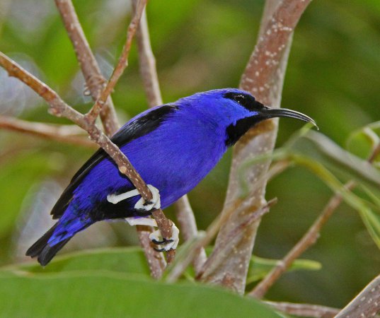 Photo (14): Purple Honeycreeper