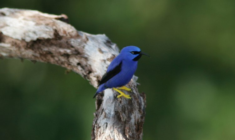 Photo (5): Purple Honeycreeper